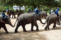 Thai Elephants Conservation Centre in Lampang is located in the Thung Kwian forest park in Hang Chat district, about 32 kilometers from town on the ro...