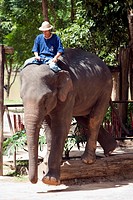 Thai Elephants Conservation Centre in Lampang is located in the Thung Kwian forest park in Hang Chat district, about 32 kilometers from town on the ro...