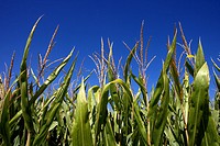 Maize field  LLeida  Spain