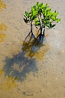 Young Red Mangrove, Rhizophora mangle, emerges from the water in the Florida Keys