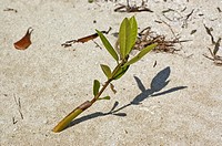 Red Mangrove, Rhizophora mangle, Propagule emerging from the sand in the Florida Keys