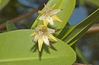 Red Mangrove, Rhizophora mangle, flowering in the Florida Keys