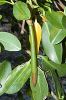 Red Mangrove, Rhizophora mangle, Propagule about to drop in the water in the Florida Keys