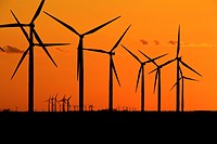 Wind turbines generating electrical power at Horse Hollow Wind Farm, Nolan county, Texas the world´s largest wind power project during sunset