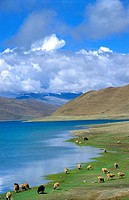 Lake Yamdrok Tso, Tsang province, Tibet, China