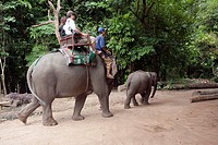 Elephant Camp Mae Taeng Thailand