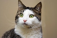 Tabby with white cat and bright green with yellow eyes looking  Head shot on beige like background