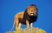 AFRICAN LION panthera leo, MALE STANDING ON ROCK
