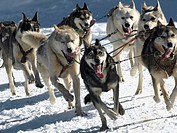 dog sleigh race in The Pirenees Pirena 2011