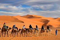 Tuareg Berber man leading a group of tourists on camels through the Erg Chebbi desert in Morocco