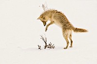 A coyote pouncing on its prey hidden beneath the snow in Yellowstone Park