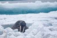 Walrus, Odobenus rosmarus, swimming between ice floes in Arctic Sea, Spitsbergen, Svalbard