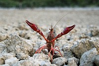 Spain, Mallorca, Cuber Reservoir, American crayfish Procambarus clarkii
