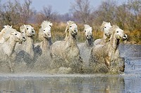 CAMARGUE HORSE, HERD GALOPPING IN SWAMP, SAINTES MARIE DE LA MER IN SOUTH OF FRANCE