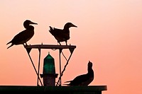 silhouette of brown boobies, Sula leucogaster, resting on navigational buoy aka green can at sunset, Kona Coast, Big Island, Hawaii, USA, Pacific Ocea...
