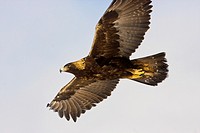 Golden Eagle Aquila chrysaetos in Flight Montana USA