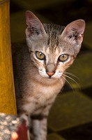 Young cat peeping from a beach hut patio in Kerala, India
