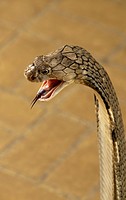 King Cobra, the world´s longest venomous snake, Ophiophagus hannah