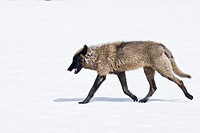A lone grey wolf strolls across a snow covered meadow in Yellowstone Park with curled tongue and fangs