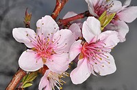 Flores de almendro Prunus dulcis.