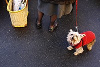 A dog wearing a sweater against the cold at a market.