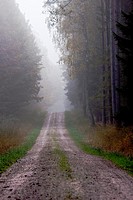 Forest trail in fog - Bavaria/Germany