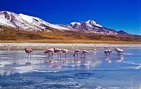 Flamingoes at Laguna Hedionda, Bolivia