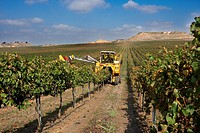 Combine-harvester collecting grape in Raimat  LLeida  Spain