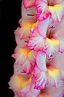 This vertical stock image is a Gladiolus flower, macro closeup  The soft petals are white with pink edges and yellow towards the center of the blooms