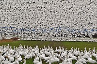This is a flock of wild snow geese on Fir Island in Skagit County, Washington a known migrating place  This flock is literally thousands, some being o...