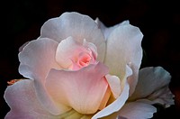 This stock image is a very pale pink, almost white tea rose with soft delicated petals, against a dark background