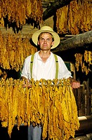 Man holds stick of tobacco leaves inside curing shed at the historic Duke Homestead near town of Durham, North Carolina, USA