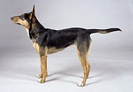studio image of an alert obedient kelpie dog with pointing nose and tail