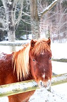 Snowy Pony