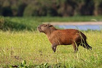 Capybara Hydrochoerus hydrochaeris in evening light, Pantanal, Brazil