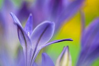 Studio still life floral / Triteleia laxa or Brodiaea laxa upright pale purple-blue flowers in close-up softly diffused  Summer flowering corm