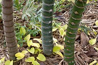Horizontal close-up of three bamboo stems, one brown and two green