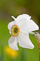 Poet\s narcissus, Narcissus poeticus  Narcissus with distinct red ring about the corona  Essence of this narcissus is used in perfumes  Idenitified 37...