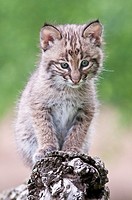 Bobcat kitten, Lynx Felis rufus, 8 weeks old, ranges from southern Canada to northern Mexico