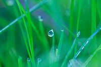 Dew drops glittering on a blades of grass