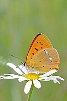 Scarce Copper, Lycaena virgaureae on daisy, Vicia hirsuta  Underwings with distinct markings  The white irregular line on back wing identifies it  The...
