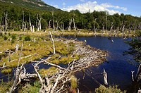 Beaver dams, Tierra del Fuego National Park, Argentina