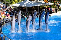 Sea World Adventure Theme Park Orlando Florida Dolphin show