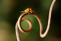 yellow color of ladybird