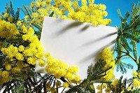 mimosa flowers with blank card