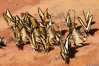 butterflies sitting on ground and drinking water, Iguacu National Park, Argentina
