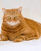 Close up of a furry orange cat