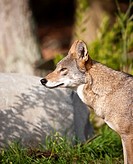 Red wolf in captivity at a zoo