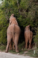 Elephant and cub Loxodonta africana, Kariega Game Reserve, South Africa