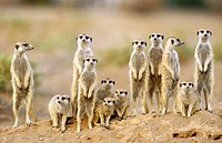 Suricate Suricata suricatta - Adults with young on the lookout at the edge of their burrow  Kalahari Desert, Namibia